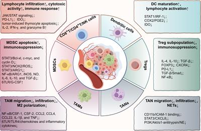 The roles of epigallocatechin gallate in the tumor microenvironment, metabolic reprogramming, and immunotherapy